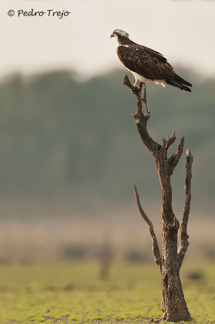 Aguila pescadora (Pandion haliaetus)